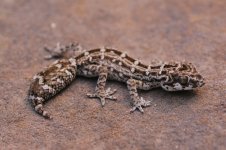 Hemidactylus imbricatus - female2.jpg