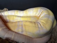 Snow coiled.jpg