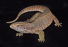 Savannah_Monitor.jpg