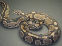 366 het pied bp.jpg