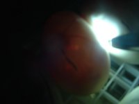 DSCF0005.JPG