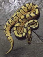 Phantom Spider for sale.jpg