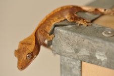 DSC_0624.jpg
