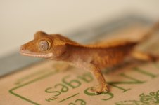 DSC_0617.jpg
