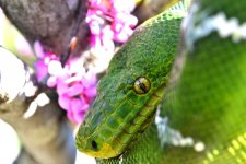 Bday snakes 601fixedt.comp.jpg