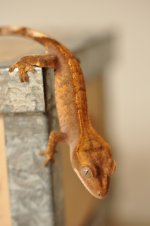 DSC_0626.jpg