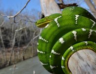 Bday snakes 195.comp2222222222.jpg