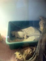 gravid buffy.jpg