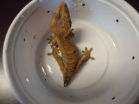 cresties 001.jpg
