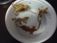cresties 004.jpg
