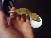 cresties 003.jpg
