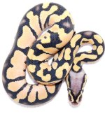 pastel desert ghost f.jpg
