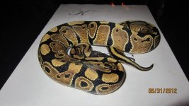 new snakes 003.jpg