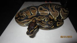 new snakes 005.jpg