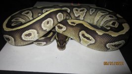new snakes 002.jpg