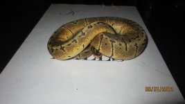new snakes 006.jpg