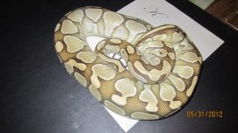 new snakes 010.jpg