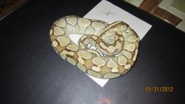 new snakes 011.jpg