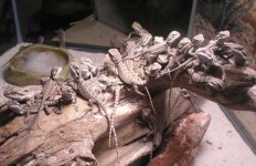 493105_Baby_beardies.jpg 493105_Baby_beardies.jpg