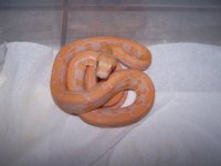2012_Tiger_Lav_Retic_Male_001.jpg