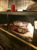 snake cage.jpg