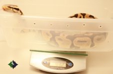 Pastel With Weight.jpg