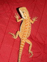 mikes dragon 016.jpg
