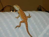 mikes dragon 018.jpg