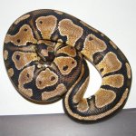 hetpiedfemale1.jpg