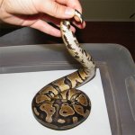 hetpiedfemale1a.jpg