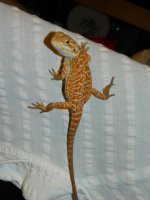 mikes dragon 019.jpg