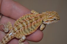 DSC_7160.jpg