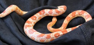 Corn Female 001.jpg