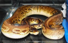 snakes3 001.jpg