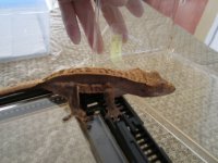 new gecko pics 004.jpg
