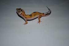 DSC_0008.jpg