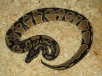 dbl het albino het pied 1.jpg