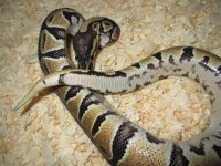 dbl het albino het pied 2.jpg