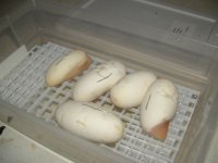 DSCF0001.JPG