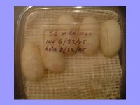 eggs.jpg