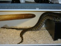 reptiles 001.jpg
