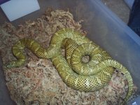 Male florida King.JPG