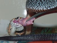 05rubidus_eating.JPG