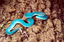 blue_phillipine_pit_viper.jpg