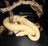 TomBurkeAlbino.JPG