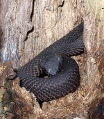 mangrove_pit_viper2.jpg