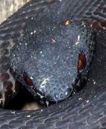 mangrove_pit_viper3.jpg