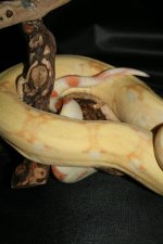 TomBurkeAlbino03.JPG