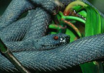 shore_pit_viper_5675_560x396comp.jpg