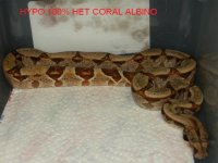 hypo 100 het coral albino 1.jpg